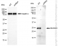KD-Validated Anti-Mitotic Arrest Deficient 2 Like 2 Rabbit Monoclonal Antibody